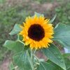 itb_1017